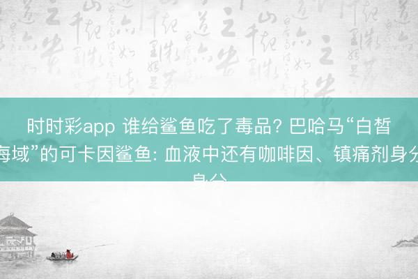 时时彩app 谁给鲨鱼吃了毒品? 巴哈马“白皙海域”的可卡因鲨鱼: 血液中还有咖啡因、镇痛剂身分